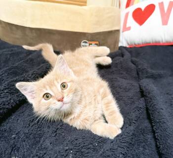 Dewey - snuggly adorable little baby boy -  Domestic Short Hair Cat for Adoption in Neenah, Wisconsin - Dewey - Snuggly Adorable Little Baby Boy | PetCurious