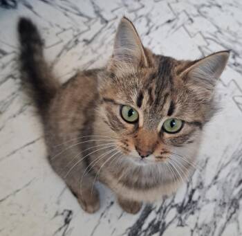 Lacey 2 -  Domestic Short Hair Cat for Adoption in Arthur, Ontario - Lacey 2 | PetCurious