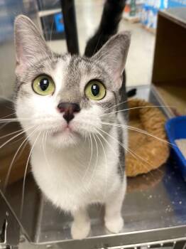 Domestic Short Hair Cats Available for Adoption in Corpus Christi, Texas - Luna | PetCurious