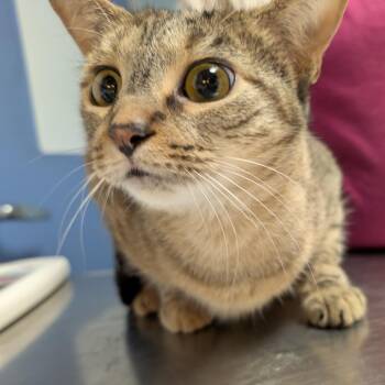 Nori -  Domestic Short Hair Cat for Adoption in Dekalb, Illinois - Nori | PetCurious