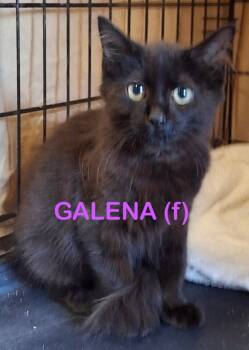 Rescue Domestic Long Hair Cats for Adoption in New Bern, North Carolina - GALENA Kitten | PetCurious