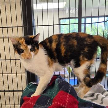 Ellen -  Domestic Short Hair Cat for Adoption in Rocky Mount, Virginia - Ellen | PetCurious