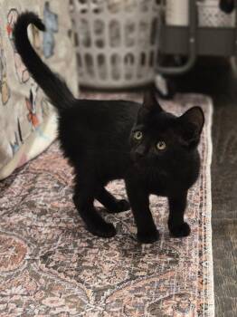 Riley -  Domestic Short Hair Cat for Adoption in The Woodlands, Texas - Riley | PetCurious