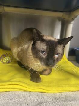 Siamese Cats Available for Adoption in Alameda, California - MEOW | PetCurious