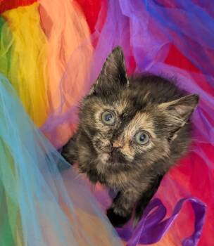 Domestic Short Hair Cats Available for Adoption in Chesapeake Beach, Maryland - Jellybean | PetCurious