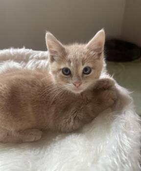 GNOCCHI -  Domestic Medium Hair Cat for Adoption in Broomfield, Colorado - GNOCCHI | PetCurious