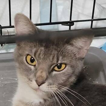 Rescue Domestic Short Hair Cats for Adoption - Chicory | PetCurious