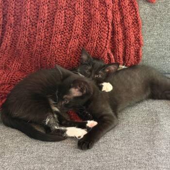 Papaya, Male, Black -  Domestic Short Hair Cat for Adoption in Durham, North Carolina - Papaya, Male, Black | PetCurious