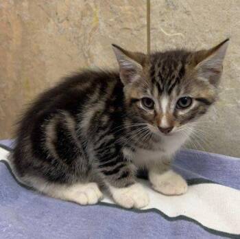 Domestic Short Hair Cats Available for Adoption in Honolulu, Hawaii - Scruffy | PetCurious