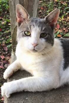 Rescue Domestic Short Hair Cats for Adoption in Connelly Springs, North Carolina - Larrabee | PetCurious