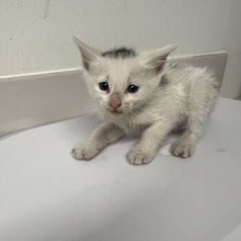 Domestic Short Hair Cats Available for Adoption in St. Louis, Missouri - Griffen | PetCurious