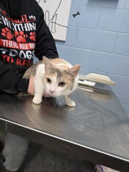 Domestic Short Hair Cats Available for Adoption - Vanilla Bean | PetCurious