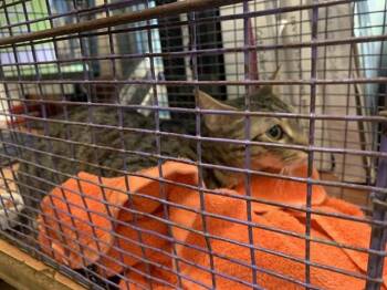 A1409359 -  Domestic Short Hair Cat for Adoption in San Jose, California - A1409359 | PetCurious