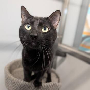 Rescue Domestic Short Hair Cats for Adoption in Cape Girardeau, Missouri - Sinatra | PetCurious