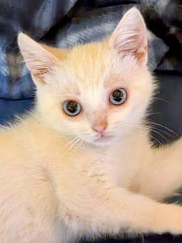 Rescue Domestic Short Hair and Siamese Cats for Adoption in Fremont, California - Freya | PetCurious