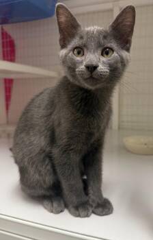 26-41 Watson -  Domestic Short Hair Cat for Adoption in St. Helens, Oregon - 26-41 Watson | PetCurious