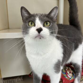 Sassy -  Domestic Short Hair Cat for Adoption in Mokena, Illinois - Sassy | PetCurious