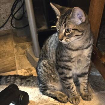 Domestic Short Hair Cats Available for Adoption - Johnny | PetCurious