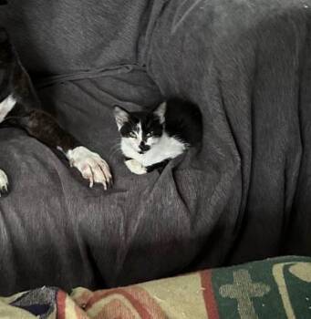 Dot -  Domestic Short Hair Cat for Adoption in Mokena, Illinois - Dot | PetCurious