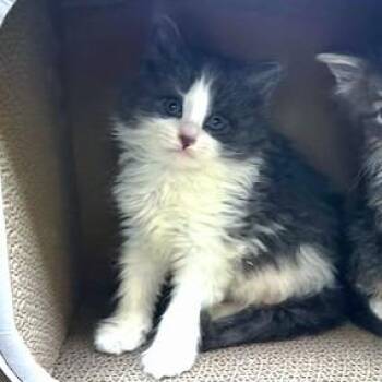 Maine Coon and Tuxedo Cats Available for Adoption in Oakwood, Georgia - LADY GREY- Fluffy Maine Coon Mix Girl! | PetCurious