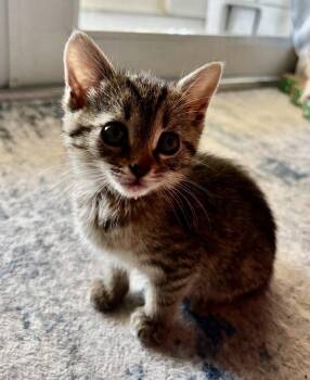 Happy Kitten * -  Tabby Cat Available for Adoption in West Palm Beach, Florida - Happy Kitten * | PetCurious