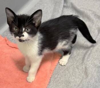 Autumn 1419-26 -  Domestic Short Hair Cat for Adoption in Cumming, Georgia - Autumn 1419-26 | PetCurious