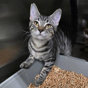 Remi -  Domestic Short Hair Cat for Adoption in Spokane, Washington - Remi | PetCurious