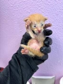 61303374 -  Domestic Medium Hair Cat for Adoption in El Paso, Texas - 61303374 | PetCurious