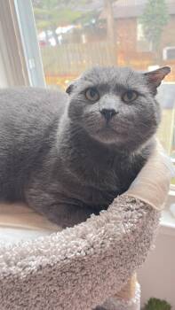 Basalt -  Domestic Short Hair Cat Available for Adoption in Reston, Virginia - Basalt | PetCurious