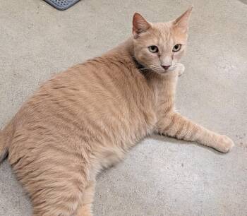 Tigger -  Domestic Short Hair Cat for Adoption in Napa, California - Tigger | PetCurious