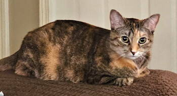 Rescue Tortoiseshell and Domestic Short Hair Cats for Adoption in Albemarle, North Carolina - Kobie | PetCurious