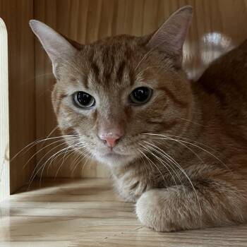 Domestic Short Hair Cats Available for Adoption in Yucca Valley, California - Sherbet | PetCurious