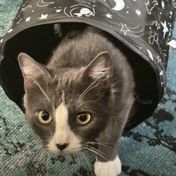 Biscuit -  Domestic Short Hair Cat for Adoption in Canton, Massachusetts - Biscuit | PetCurious