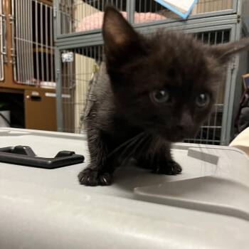 Rescue Domestic Short Hair Cats for Adoption in Richmond, California - ANSEL | PetCurious