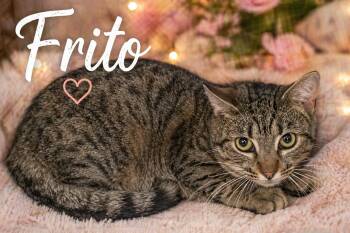 Tabby Cats Available for Adoption in Greenville, Delaware - Frito (FCID# 04/22/2026 - 32 Trainer) | PetCurious