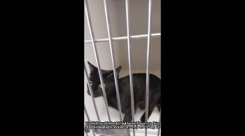 Rescue Domestic Short Hair Cats for Adoption in Highland Village, Texas - Stray (Black) | PetCurious