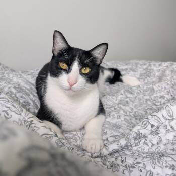 Freddie -  Domestic Short Hair Cat for Adoption in Houston, Texas - Freddie | PetCurious