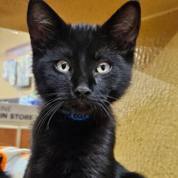 Creature -  Domestic Short Hair Cat for Adoption in Buffalo, New York - Creature | PetCurious