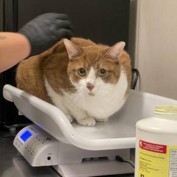 Hey-Ray -  Domestic Short Hair Cat for Adoption in Chicago, Illinois - Hey-Ray | PetCurious