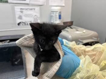 Twitter -  Domestic Short Hair Cat for Adoption in New York, New York - Twitter | PetCurious