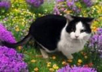 Domestic Short Hair Cats Available for Adoption in Portsmouth, Ohio - Lazarus | PetCurious