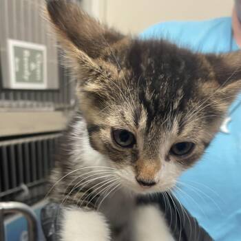 Road Runner -  Domestic Short Hair Cat for Adoption in Goleta, California - Road Runner | PetCurious
