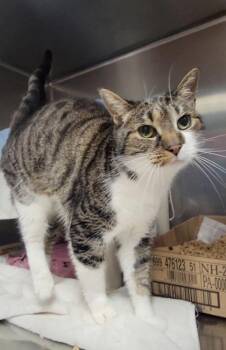 Domestic Short Hair Cats Available for Adoption in Elmira, New York - Mama Kitty | PetCurious