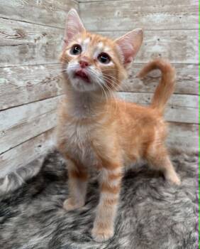 Domestic Short Hair Cats Available for Adoption in Lexington, Kentucky - Prince | PetCurious