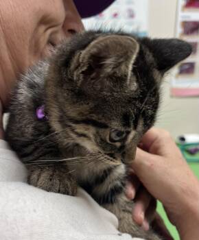 POPLAR -  Tabby and Domestic Short Hair Cat for Adoption in Minesing, Ontario - POPLAR | PetCurious