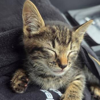 Kacey -  Domestic Short Hair Cat for Adoption in Houston, Texas - Kacey | PetCurious