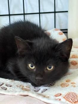 Alanis -  Domestic Short Hair Cat for Adoption in Hartford City, Indiana - Alanis | PetCurious