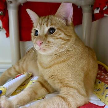 Domestic Short Hair Cats Available for Adoption - Pumpkin | PetCurious