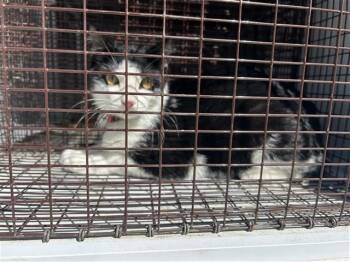 Rescue Domestic Short Hair Cats for Adoption in Houston, Texas - GRIPS | PetCurious