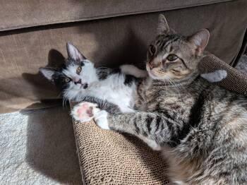 Oakland and Eddy N. -- bonded pair -  American Shorthair Cat for Adoption in New York, New York - Oakland And Eddy N. -- Bonded Pair | PetCurious